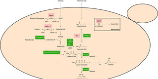 Skizze einer Hefezelle, die einen Überlick über Überblick über metabolische Engineering-Strategien für die OA-Biosynthese zeigt