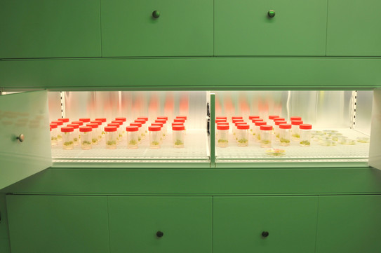 Growing plants in the Growbank of a plant chamber